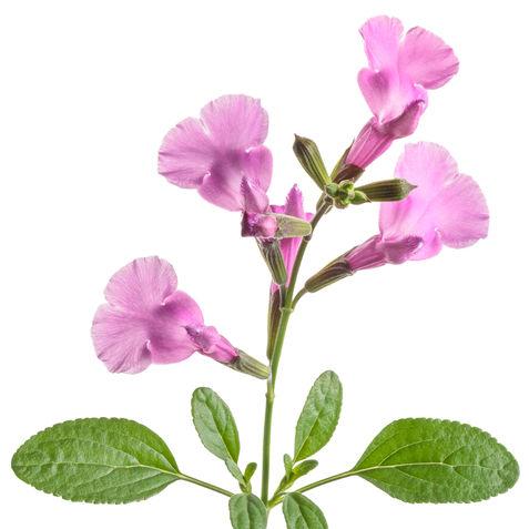 OUTSHINE<sup>™</sup> Orchid Salvia