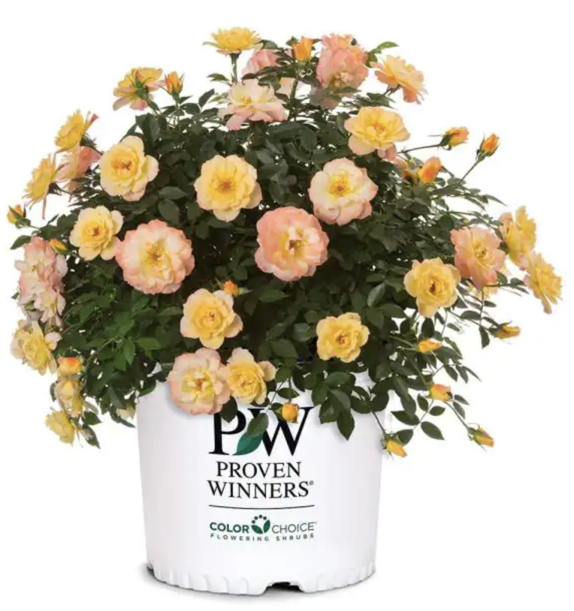 5-Gallon Shrub
