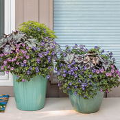 Thumbnail of Scenes: Dark Foliage and flower combination