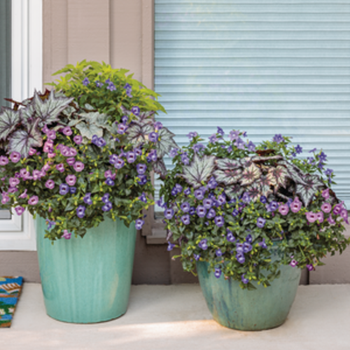 Scenes: Dark Foliage and flower combination