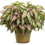 Thumbnail of Patio Container: to_die_for_heart-soul_va-va-violet.png