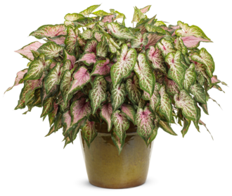 To Die For - 2027 National Recipe of the Year (Caladiums)