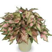 Thumbnail of Patio Container: twilight_fireworks.png