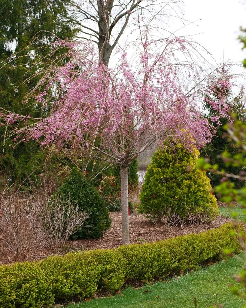 Proven Winners ColorChoice<sup>®</sup> Ornamental Trees